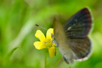 カタバミの花と蜜を吸うヤマトシジミ