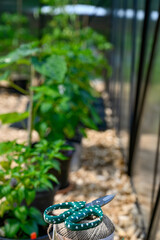 scissors and string in front of plants in greenhouse