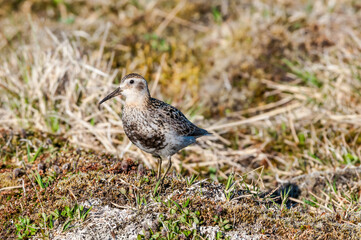 Rock Sandpiper (Calidris ptilocnemis) at St. George Island, Pribilof Islands, Alaska, USA