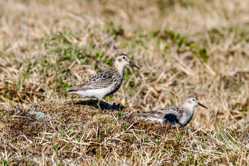 Rock Sandpiper (Calidris ptilocnemis) at St. George Island, Pribilof Islands, Alaska, USA