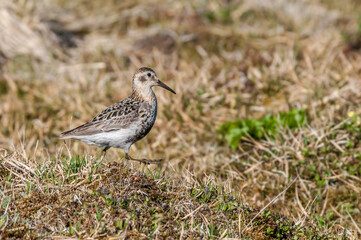 Rock Sandpiper (Calidris ptilocnemis) at St. George Island, Pribilof Islands, Alaska, USA