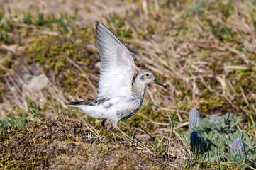 Rock Sandpiper (Calidris ptilocnemis) at St. George Island, Pribilof Islands, Alaska, USA