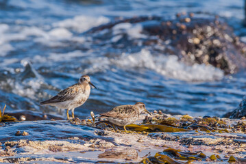 Rock Sandpiper (Calidris ptilocnemis) at St. George Island, Pribilof Islands, Alaska, USA
