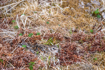 Rock Sandpiper (Calidris ptilocnemis) at nest in St. George Island, Pribilof Islands, Alaska, USA