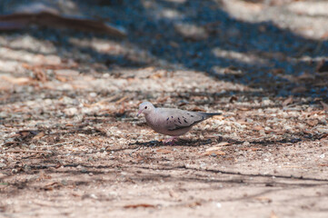 Common Ground-Dove (Columbina passerina) in Salton Sea area, Imperial Valley, California, USA