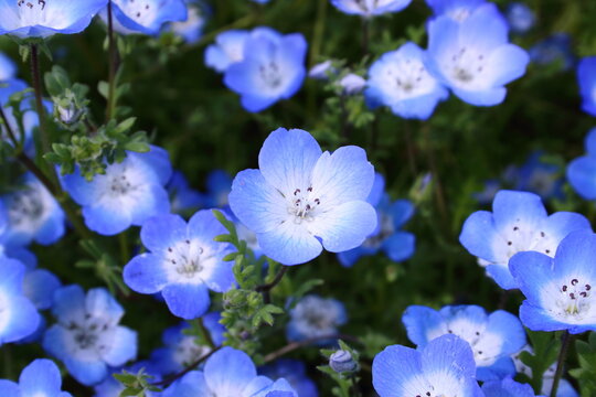 3 377 Best 青い花 Images Stock Photos Vectors Adobe Stock