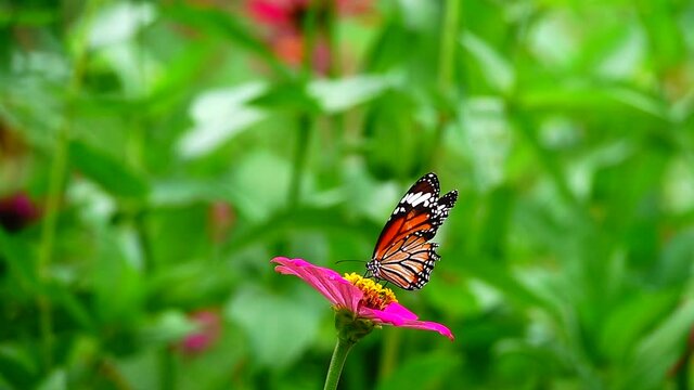 HD 1080p super slow Thai butterfly in pasture flowers Insect outdoor nature green backgound