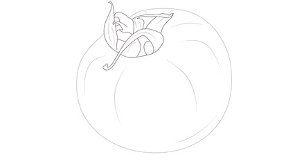 Large drawn tomato on a white background