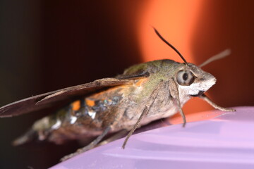 Hammingbird moth