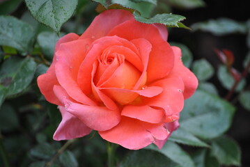 orange rose in garden