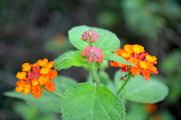 Lantana Camara Flowers in Blurred out Background
