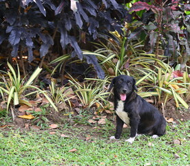 A black mixed breed dog with white stripes on its stomach and feet was sitting anxiously waiting for its owner on the lawn. The dog sticks out his tongue to cool his body during hot weather.
