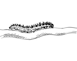 caterpillar drawing