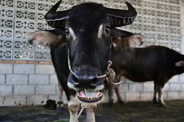 The black horned buffalo is strong and beautiful. He looked at the camera and opened his mouth to reveal a large tongue and teeth.Buffalo is a popular ruminant that is raised in rural  to help farming