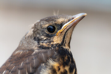 Chick of Fieldfare. Closeup head picture. Summer season in Lithuania