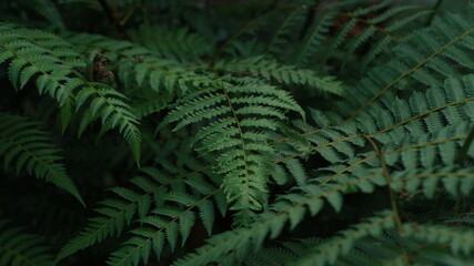 beautiful fern plant with small leaves, usually grows in tropical forests