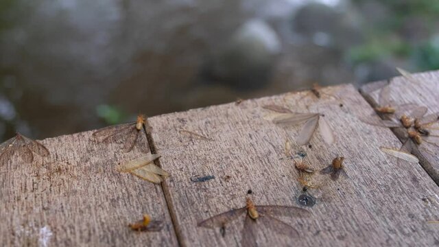 Tussock moth insect on the floor
