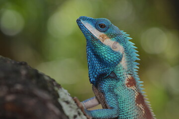 Blue-crested lizard or Indo-Chinese forest lizard 