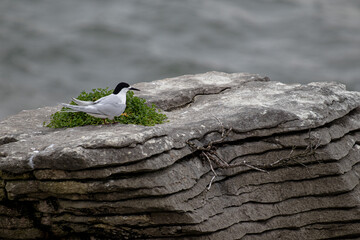 White-fronted Tern, nesting on the Pancake Rocks