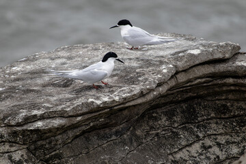 White-fronted Tern, nesting on the Pancake Rocks