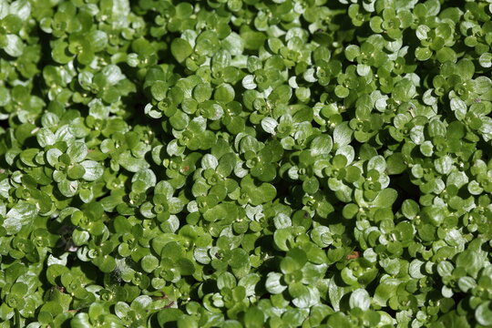 Wasserlinse