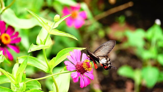 HD 1080p super slow Byasa adamsoni adamsoni (Grose-Smith, 1886) : Adamson&rsquo;s Rosethai butterfly in pasture flowers Insect outdoor nature green backgound