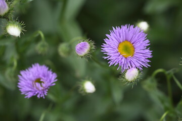 Aster