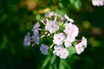 Garden phlox (Phlox paniculata), vivid summer flowers. Blooming branches of  phlox in the garden on a sunny day. Soft blurred selective focus.