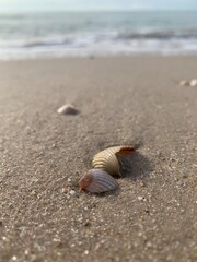 shell on the beach