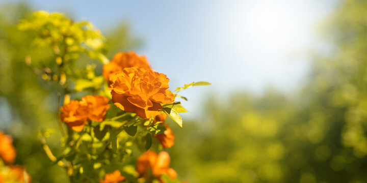 Beautiful summer border. Blooming bush rose against the blue sky. Selective soft focus. Orange rose.
