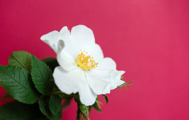 Close-up of a white rosehip (Suaveolens) flower. Flower on a red plain background. Rosehip is brewed in tea.