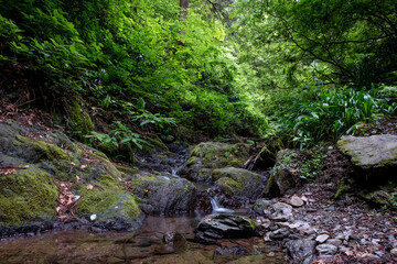Naklejka na ściany i meble Mountain trail with a creek in Mt. Takao, Tokyo, Japan.
