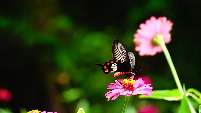 HD 1080p super slow Byasa adamsoni adamsoni (Grose-Smith, 1886) : Adamson&rsquo;s Rosethai butterfly in pasture flowers Insect outdoor nature green backgound