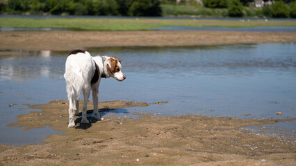 Dog walking and sniffing on the Loire bank river