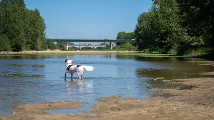 Fototapeta na wymiar Dog walking into the Loire river