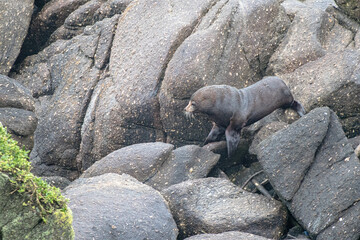 Obraz premium Fur Seals at Cape Foulwind, near Westport New Zealand