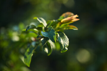 branch of apple tree with fresh green leaves on colorful blurred background with selective focus. summer orchard, farming