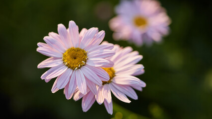 panoramic floral background with place for text. beautiful flowers of daisies close-up. pink flowers macro photography on a green background. selective focus, setting sun - Powered by Adobe