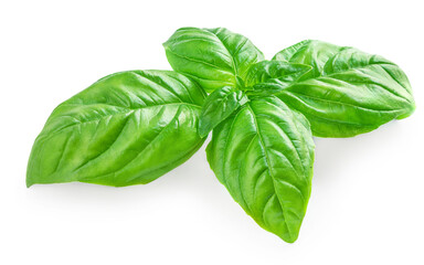 Fresh organic basil leaves isolated on white background. Sweet Genovese basil close up.