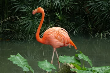Deurstickers flamingo in the water © Geetha