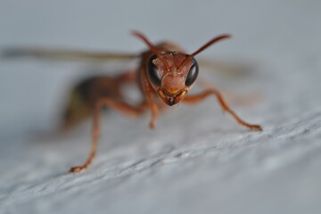 Close-up of wasp' face 