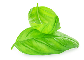 Fototapeta premium Fresh organic basil leaves isolated on white background. Sweet Genovese basil close up.