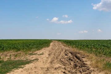 Green corn field