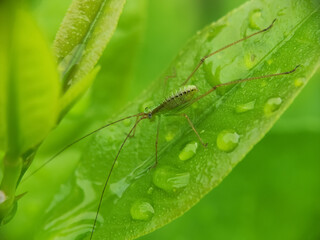 Little Green bush crickets or Leptophyes Punctatissima on leaves seen close up. Blurry Backround