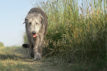 The majestic Irish Wolfhound walks along the dirt road lined with tall grass. View the camera. Close-up. 