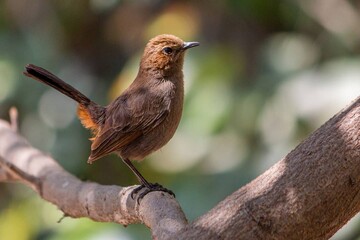 robin on a branch