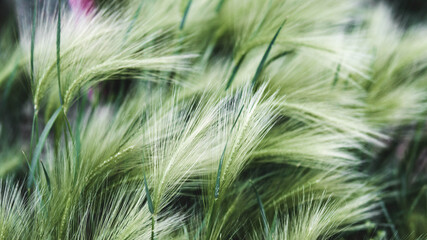 foliage on a blue background, place for text