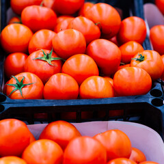 Fresh organic vegetables, shopping in grocery department of food store, farmers market. Healthy food