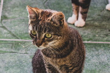 Cute look of a domestic cat (pet) in an everyday situation