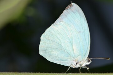 white butterfly walking on grasses
